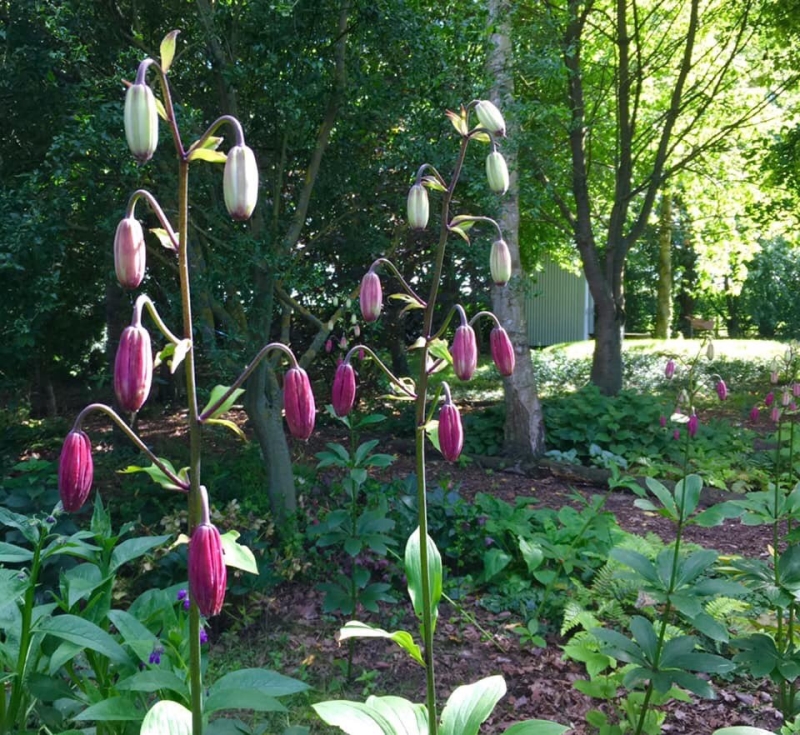 Primrose Bank Garden and Nursery